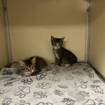 Kittens -  Domestic Short Hair Cat for Adoption in Thomson, Georgia - Kittens | PetCurious