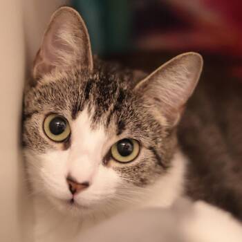 Lady -  Domestic Short Hair Cat for Adoption in Philadelphia, Pennsylvania - Lady | PetCurious