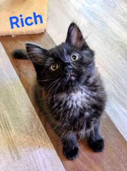 Richy Rich 3970 -  Domestic Long Hair Cat for Adoption in Dallas, Texas - Richy Rich 3970 | PetCurious