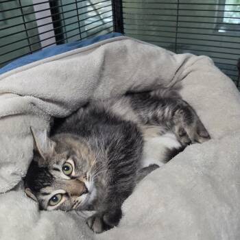 Spot -  Domestic Medium Hair Cat for Adoption in Charleston, South Carolina - Spot | PetCurious