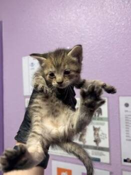 Domestic Short Hair Cats Available for Adoption in El Paso, Texas - 60827790 | PetCurious