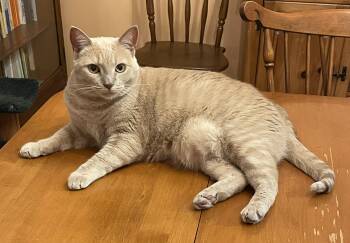 Rescue Domestic Short Hair Cats for Adoption in Lititz, Pennsylvania - Sandy | PetCurious