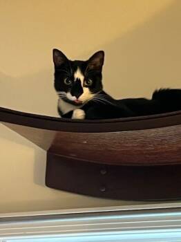 Rescue Domestic Short Hair Cats for Adoption - Cora | PetCurious