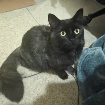 Smudge -  Domestic Long Hair Cat for Adoption in Renton, Washington - Smudge | PetCurious