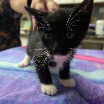 Gunther -  Domestic Short Hair Cat for Adoption in Fort Bragg, California - Gunther | PetCurious