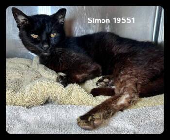 SIMON -  Domestic Short Hair Cat for Adoption in Marietta, Georgia - SIMON | PetCurious
