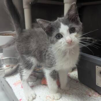 Summit -  Domestic Short Hair Cat for Adoption in Evansville, Indiana - Summit | PetCurious