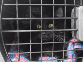 Domestic Short Hair Cats Available for Adoption - ZORRO | PetCurious