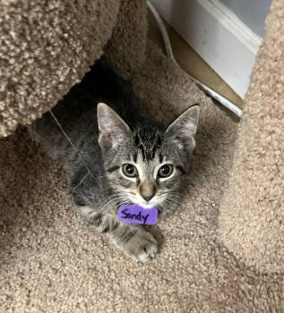 Rescue Domestic Short Hair Cats for Adoption in Momence, Illinois - Sandy | PetCurious