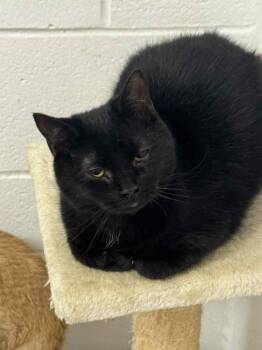 Domestic Short Hair Cats Available for Adoption in Marion, Ohio - Winkie | PetCurious