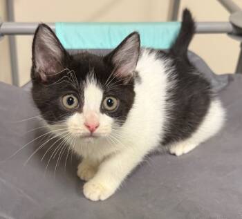 Rescue Domestic Short Hair Cats for Adoption in Newnan, Georgia - Bethany | PetCurious