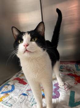 Berrykin Bloom -  Domestic Short Hair Cat for Adoption in Fort Lupton, Colorado - Berrykin Bloom | PetCurious