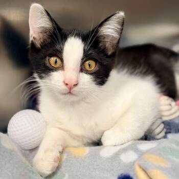 Rolo -  Domestic Short Hair Cat for Adoption in Stafford Township, New Jersey - Rolo | PetCurious