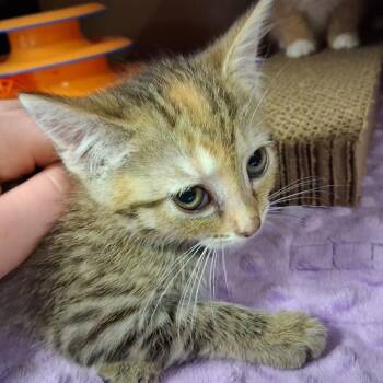 Kate -  Domestic Short Hair Cat for Adoption in Middlebury, Vermont - Kate | PetCurious