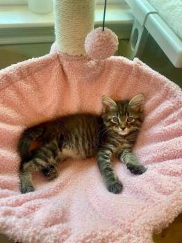 Indie -  Domestic Medium Hair Cat for Adoption in Shawnee, Oklahoma - Indie | PetCurious