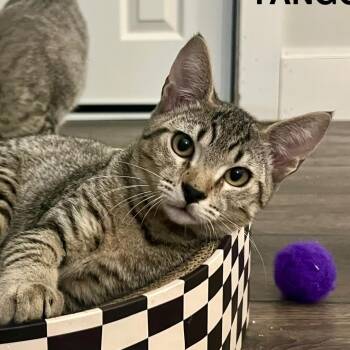 Rescue Domestic Short Hair Cats for Adoption in Fairfax Station, Virginia - Tango | PetCurious
