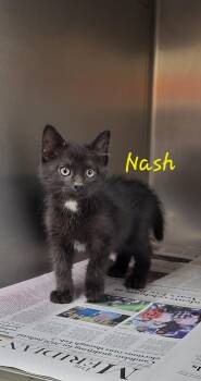 Nash -  Domestic Short Hair Cat for Adoption in Marion, Mississippi - Nash | PetCurious