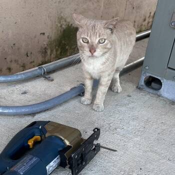 Domestic Short Hair Cats Available for Adoption in Philadelphia, Pennsylvania - Tomato Soup | PetCurious