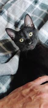 Warf -  Domestic Short Hair Cat for Adoption in Lorain, Ohio - Warf | PetCurious