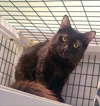 Ilya & Svetlana -  Domestic Short Hair Cat for Adoption in Kirkland, Washington - Ilya & Svetlana | PetCurious
