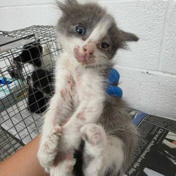 Halo(Elk ) -  Domestic Short Hair Cat for Adoption in Edinburg, Texas - Halo(Elk ) | PetCurious