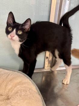 Frito -  Tuxedo Cat for Adoption in Albuquerque, New Mexico - Frito | PetCurious