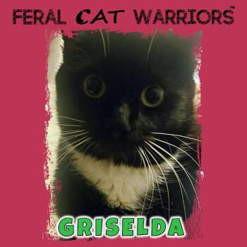 Domestic Medium Hair Cats Available for Adoption - Griselda | PetCurious