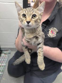 Mr. Freeze -  Domestic Short Hair Cat for Adoption in Chattanooga, Tennessee - Mr. Freeze | PetCurious