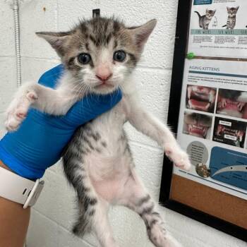 Cleo (Cecilia C16) -  Domestic Short Hair Cat Available for Adoption in Edinburg, Texas - Cleo (Cecilia C16) | PetCurious
