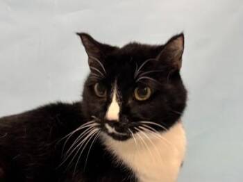 Oreo -  Domestic Short Hair Cat for Adoption in Golden Valley, Minnesota - Oreo | PetCurious