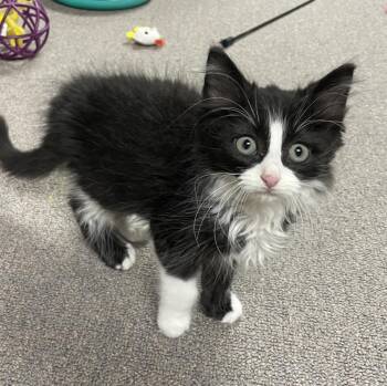 Poncho -  Domestic Long Hair Cat for Adoption in Sterling Heights, Michigan - Poncho | PetCurious