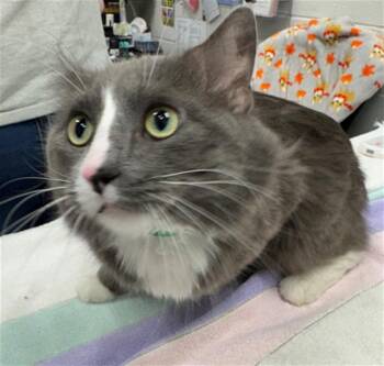 Domestic Short Hair Cats Available for Adoption - CORNED BEEF | PetCurious