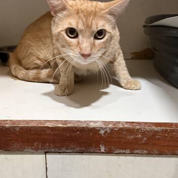Ranger -  Domestic Short Hair Cat for Adoption in Marana, Arizona - Ranger | PetCurious