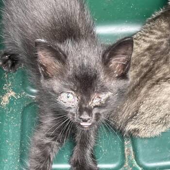 Grimm -  Domestic Short Hair Cat for Adoption in Eureka Springs, Arkansas - Grimm | PetCurious