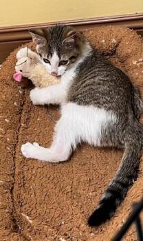 Rescue Domestic Short Hair Cats for Adoption in Gary, Indiana - Chester | PetCurious