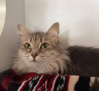 Domestic Long Hair Cats Available for Adoption - Monty | PetCurious