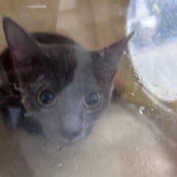 Miso -  Domestic Short Hair Cat for Adoption in Philadelphia, Pennsylvania - Miso | PetCurious