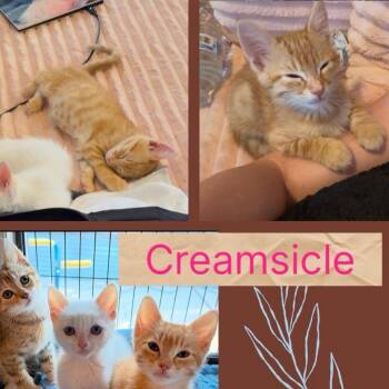 Creamsicle -  Domestic Short Hair Cat for Adoption in Orangevale, California - Creamsicle | PetCurious