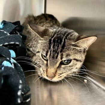 Rescue Domestic Short Hair Cats for Adoption in Fort Worth, Texas - Latte | PetCurious