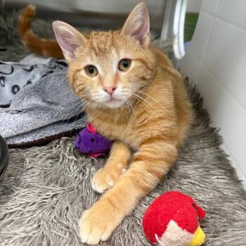 Domestic Short Hair Cats Available for Adoption - Caesar | PetCurious