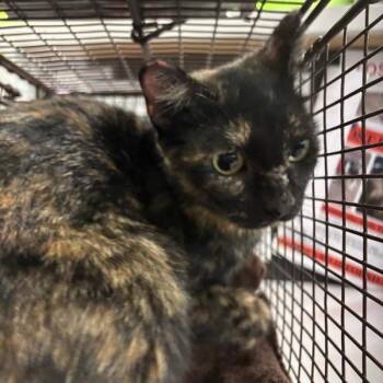 Shia -  Domestic Short Hair Cat for Adoption in Des Moines, Iowa - Shia | PetCurious