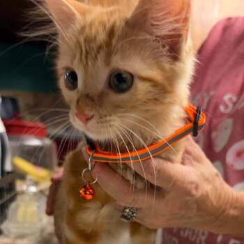 Pricilla Ann -  Domestic Short Hair Cat for Adoption in Oklahoma City, Oklahoma - Pricilla Ann | PetCurious
