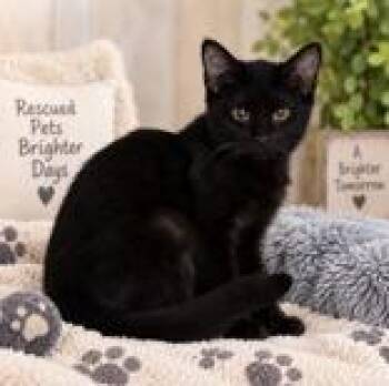 Holland -  Domestic Short Hair Cat for Adoption in Portsmouth, Ohio - Holland | PetCurious