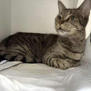 Rescue Domestic Short Hair Cats for Adoption in Voorhees Township, New Jersey - Chanterelle | PetCurious