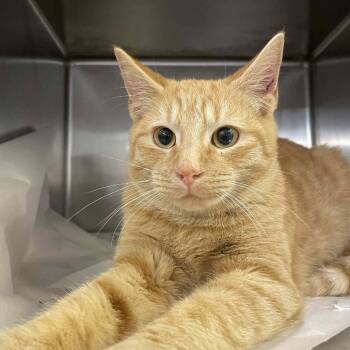 Rescue Domestic Short Hair Cats for Adoption in Enfield, New Hampshire - Pretzel | PetCurious