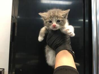 Domestic Short Hair Cats Available for Adoption in Thousand Palms, California - A1918871 | PetCurious