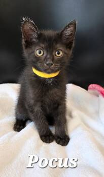 Pocus -  Domestic Short Hair Cat for Adoption in Sidney, Ohio - Pocus | PetCurious