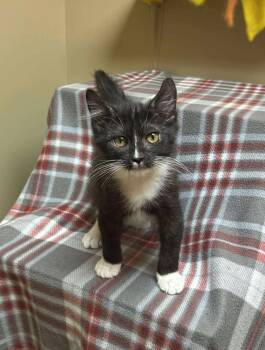 Rescue Domestic Medium Hair Cats for Adoption in Maryville, Missouri - Ace | PetCurious