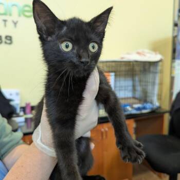 Myth -  Domestic Short Hair Cat for Adoption in Lynchburg, Virginia - Myth | PetCurious