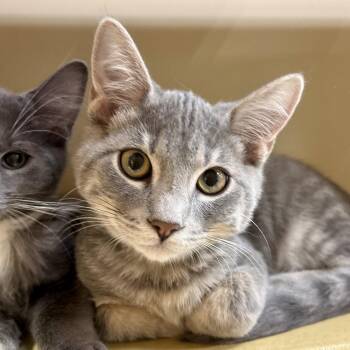 Lover Boi -  Domestic Short Hair Cat for Adoption in Sonora, California - Lover Boi | PetCurious